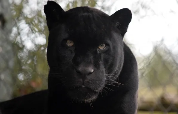 Взгляд, Кошка, Пантера