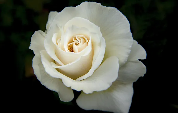 White, black, rose flower