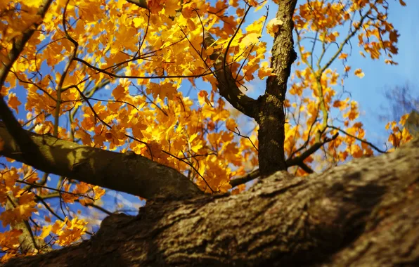 Осень, листья, солнце, природа, дерево, день, клен