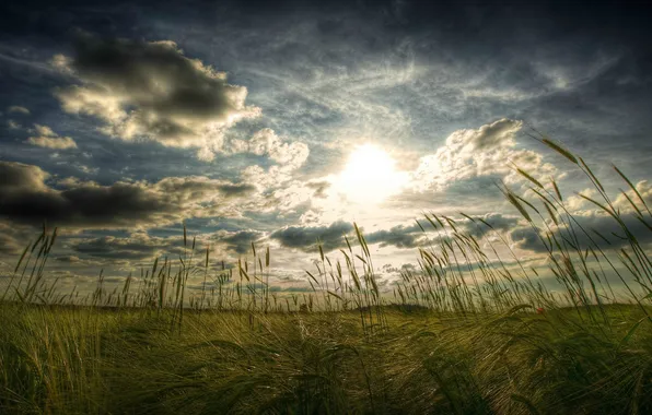 Картинка небо, трава, солнце, облака, Поле