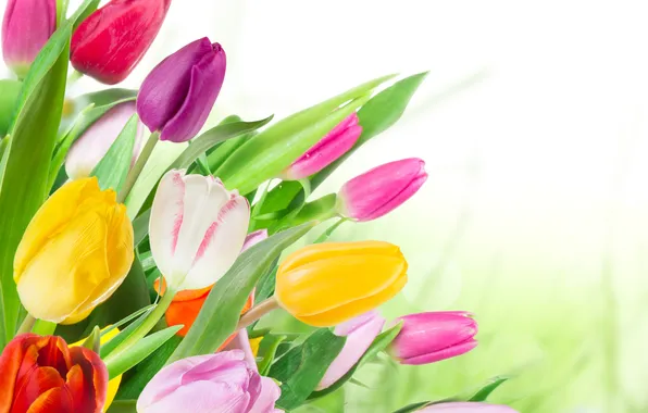 Картинка цветы, букет, colorful, тюльпаны, tulips