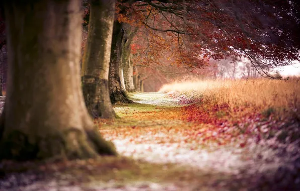 Осень, лес, деревья, природа, тропа, trees, trail, path