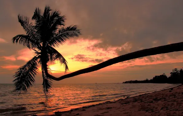 Пляж, закат, пальма, побережье, Тайланд, Сиамский залив, Gulf of Thailand, Ko Phangan