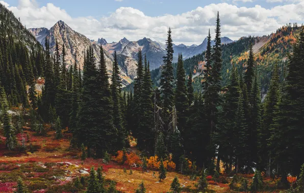 Картинка осень, лес, горы, природа