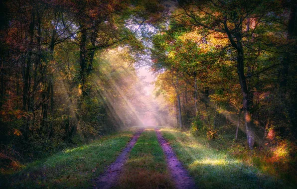 Road, autumn, sunlight, woodland, sunray