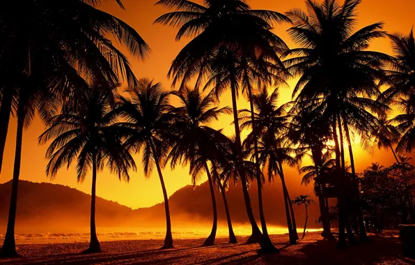 Закат, тропики, пальмы, вечер