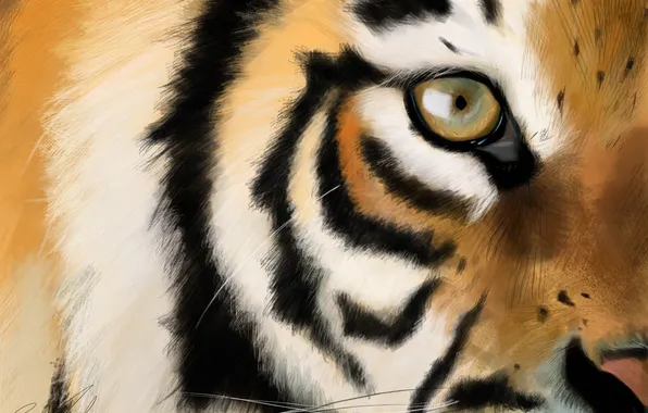 Взгляд, тигр, арт