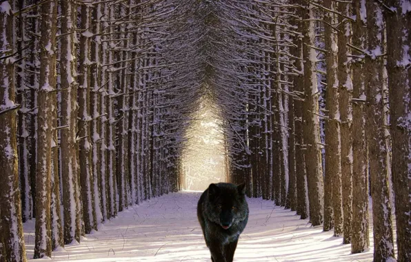 Картинка forest, nature, predator, animal, wolf, wildlife, wild animals, portrait.