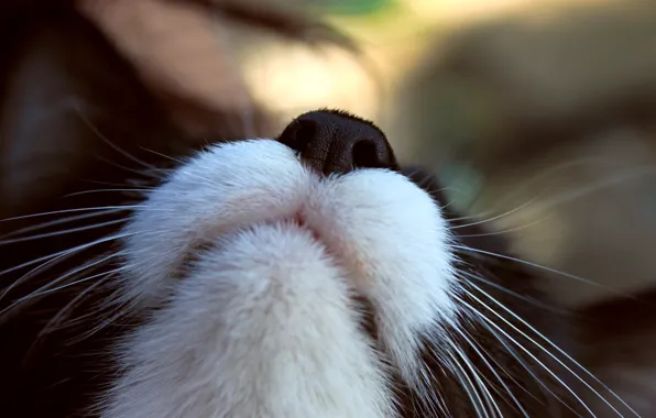 Картинка кот, усы, макро, фокус, мордашка, cat, macro, focus