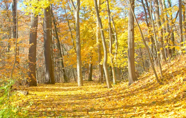 Картинка дорога, осень, лес, листья, деревья, склон