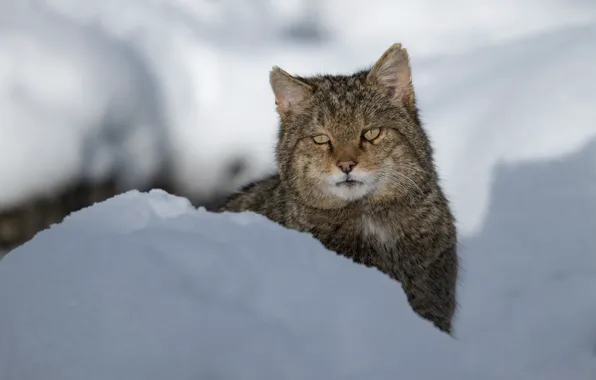 Картинка зима, снег, мордашка, сугроб, дикая кошка, Лесной кот