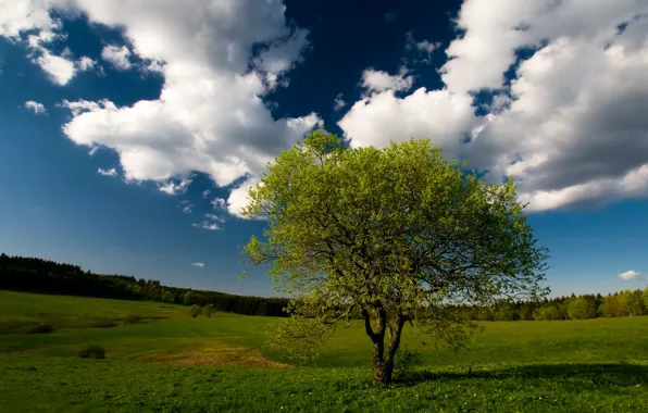 Картинка небо, трава, дерево