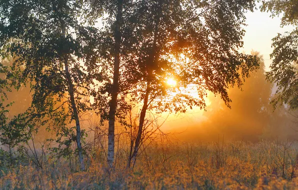Осень, лес, солнце, лучи, свет, деревья, ветки, природа