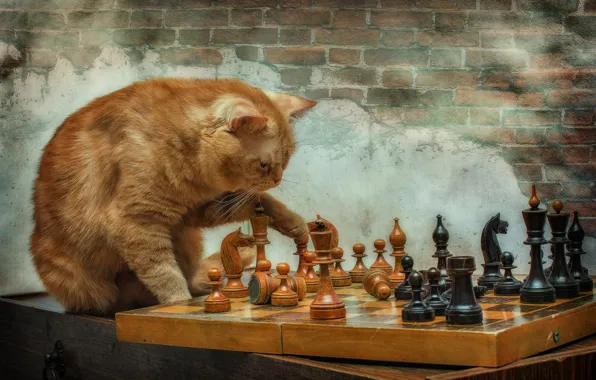 Картинка игра, шахматы, котэ, рыжий кот, гроссмейстер