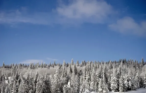 Картинка зима, лес, небо