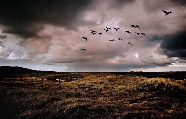 Картинка поле, дождь, забор, утки, ферма, серые облака