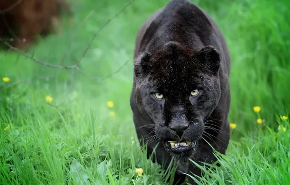 Картинка leopard, animal, wildlife, black panther