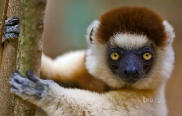 Лемур, Мадагаскар, примат, сифака Верро, хохлатый сифака, хохлатый индри