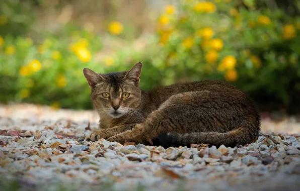 Картинка кошка, взгляд, отдых, дорожка, камешки, серо-коричневая