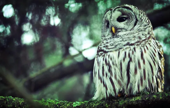 Лес, макро, сова, ветка, перья, forest, owl