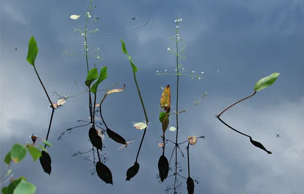 Картинка листья, вода, природа, отражение, растения, стебель