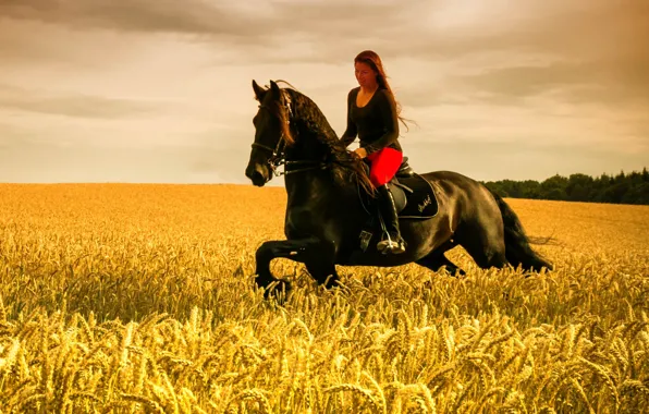 Картинка girl, horse, wheat field, riding, farmland