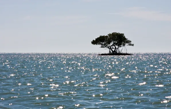 Картинка море, остров, мангры