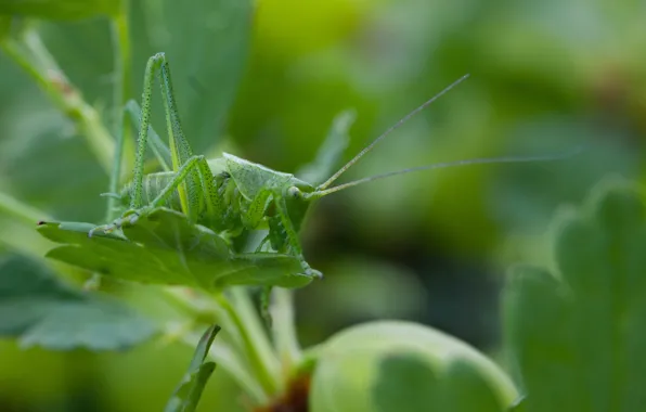 Nature, macro, bokeh, leaf, grasshopper, worm
