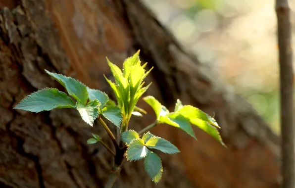 Green, leafs, spring, plant