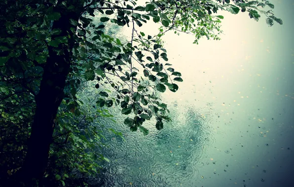 Листья, капли, деревья, природа, дождь, романтика, лужи