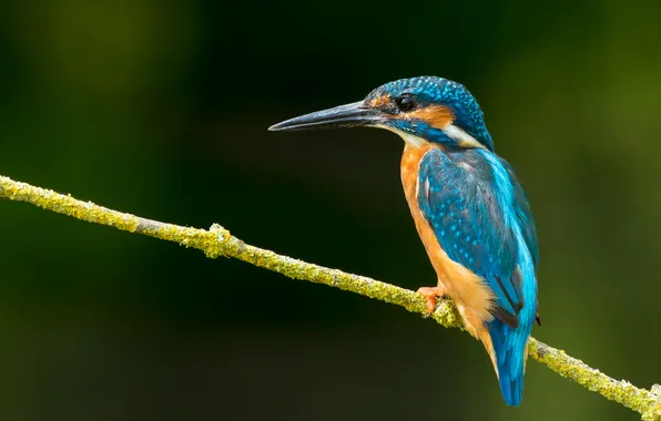 Colors, nature, bird, branch, kingfisher