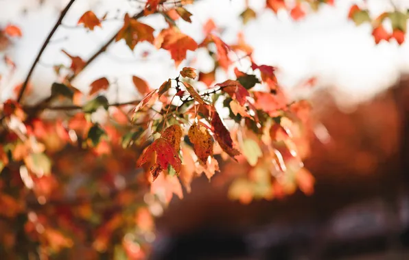 Картинка осень, листья, красные