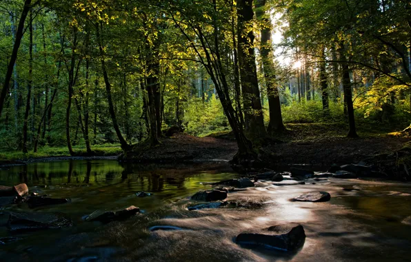 Зелень, лес, лето, вода, свет, деревья, ветки, парк
