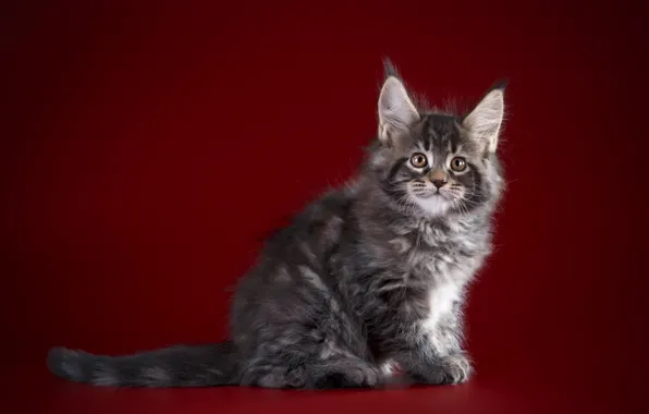 Фон, Котенок, киса, Малыш, Мейн -кун