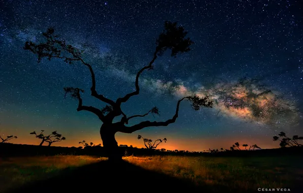 Картинка небо, звезды, деревья, ночь, саванна, млечный путь