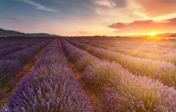 Поле, лето, солнце, природа, лаванда