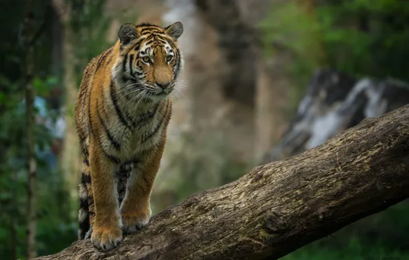 Картинка тигр, хищник, бревно, детёныш, дикая кошка, позирует, молодой