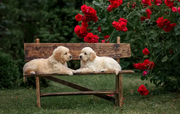 Картинка собаки, цветы, скамейка, розы, щенки, парочка, двойняшки, Голден ретривер