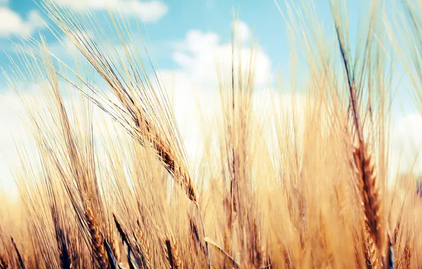 Картинка пшеница, небо, колосья