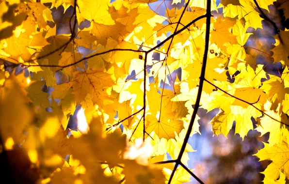 Картинка осень, листья, клён