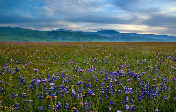 Цветы, горы, луг, люпин, San Emigdio Mountains