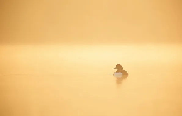 Картинка природа, туман, озеро, утро, утка