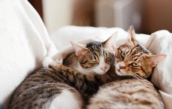 Кошка, белый, кот, взгляд, свет, кошки, поза, уют