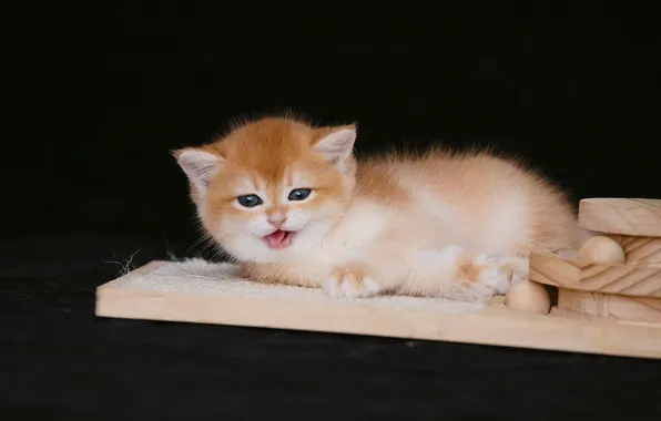Язык, кошка, взгляд, поза, котенок, доски, малыш, милый