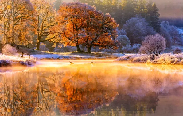 Картинка иней, осень, свет, деревья, природа, река, утро, пар