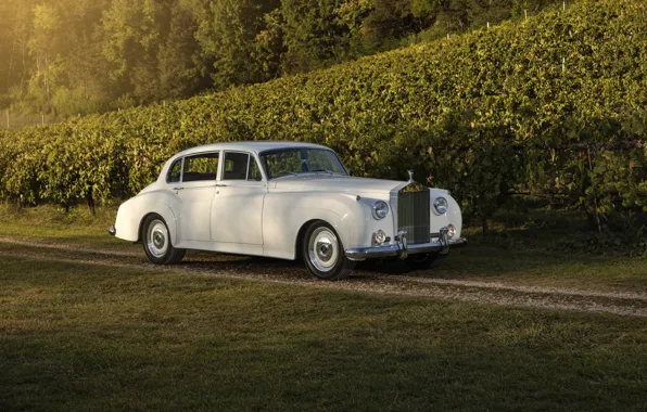Rolls-Royce Silver Cloud II, Rolls-Royce Silver Cloud II Paramount, vineyards, Rolls-Royce, 1961, Silver Cloud, car, …