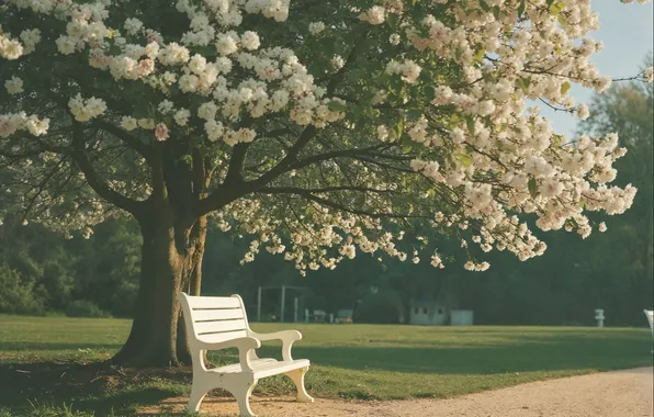 Скамейка, ретро, парк, дерево, весна, sunshine, blossom, park