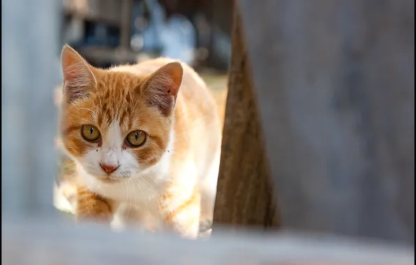 Картинка кошка, взгляд, рыжая, в полоску