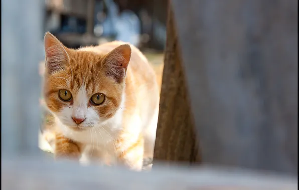 Кошка, взгляд, рыжая, в полоску