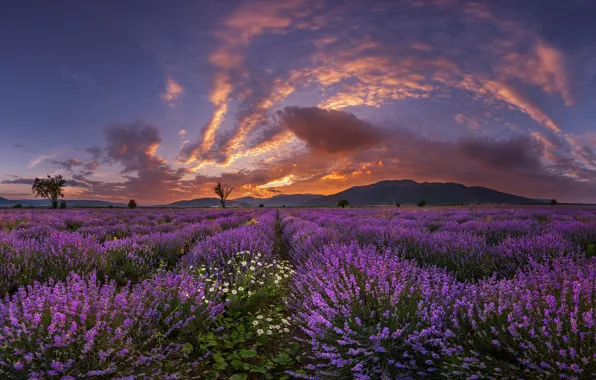 Sunset, flowers, mountains
